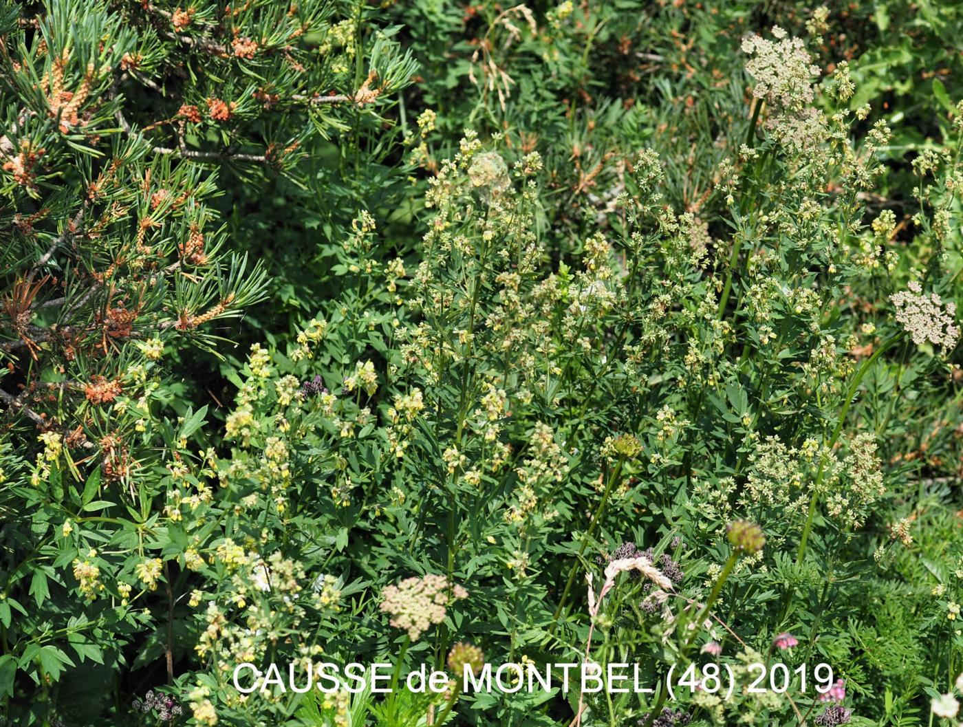 Meadow Rue, Small plant